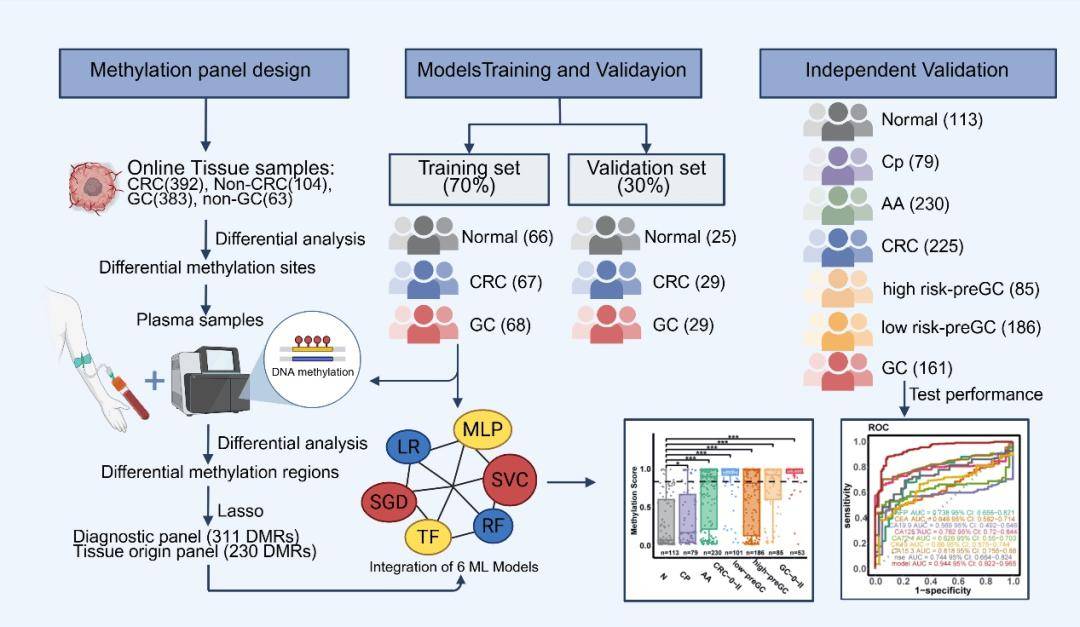 一(yī)管血筛两癌!北京胸科医院(yuàn)科研团队领衔研發(fā)SPOGIT模型(xíng),提升胃肠早癌及癌前病变檢(jiǎn)出率